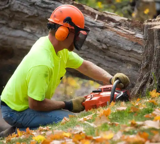 tree services Washburn